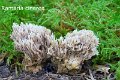 Clavulina cinerea-amf397-1
